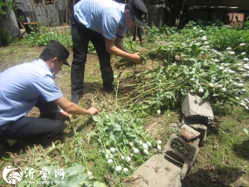 临沂一村民非法种植罂粟被刑拘